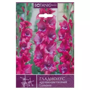 Гладиолус крупноцветковый Люмьере 10/12, 8 шт