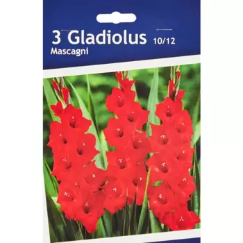 Гладиолус крупноцветковый Маскагни