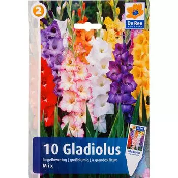 Гладиолус крупноцветковый Микс 12/14, 10 шт