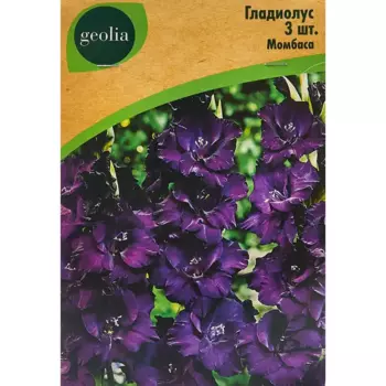 Гладиолус крупноцветковый Момбаса Geolia 3 шт