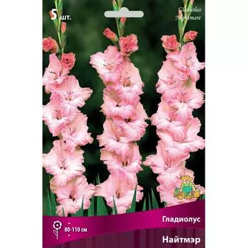 Гладиолус крупноцветковый Найтмэр 12/14, 5 шт