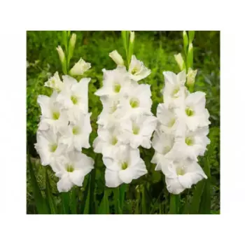 Гладиолус крупноцветковый Оцилла