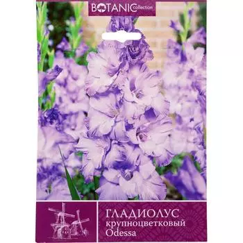 Гладиолус крупноцветковый Одесса 10/12, 7 шт