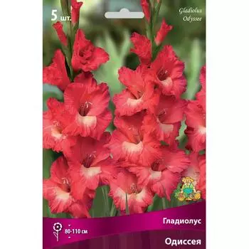 Гладиолус крупноцветковый Одиссея 12/14, 5 шт