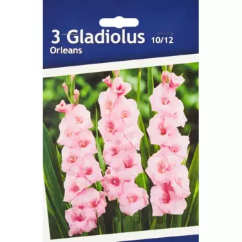 Гладиолус крупноцветковый Орлеанс