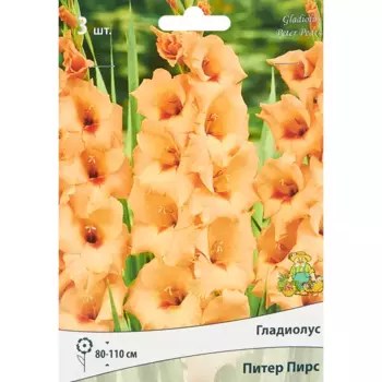 Гладиолус крупноцветковый Питер Пирс, 3 шт