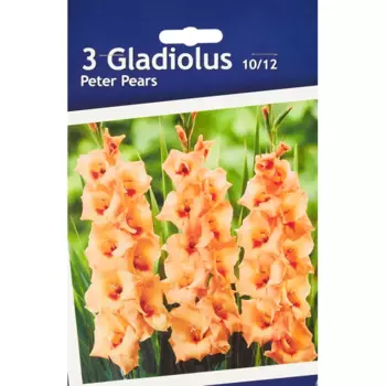 Гладиолус крупноцветковый Питер Пирс