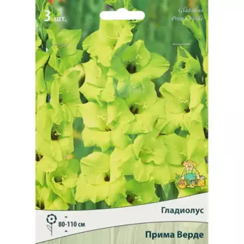 Гладиолус крупноцветковый Прима Верде, 3 шт.