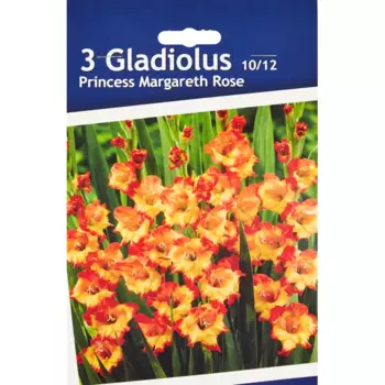 Гладиолус крупноцветковый Принц Маргарет