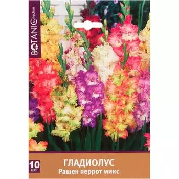 Гладиолус крупноцветковый «Рашен Перрот микс»
