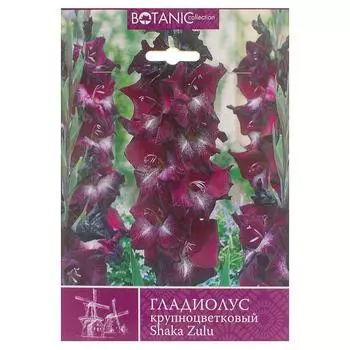 Гладиолус крупноцветковый «Шака Зулу»