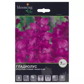 Гладиолус крупноцветковый «Шуга Плум»