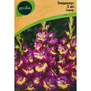 Гладиолус крупноцветковый Сишор Geolia 3 шт