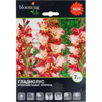 Гладиолус крупноцветковый «Сорпреса»
