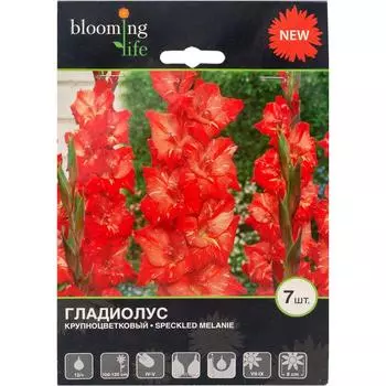 Гладиолус крупноцветковый «Спеклд Мелани»
