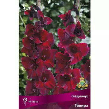 Гладиолус крупноцветковый Тавира 5 шт.
