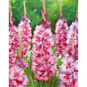 Гладиолус крупноцветковый Тедс Трамп 3 шт.