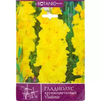 Гладиолус крупноцветковый Владимир 10/12, 7 шт