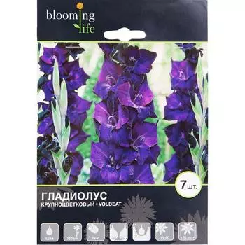 Гладиолус крупноцветковый Волбит 12/14, 7 шт