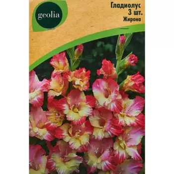 Гладиолус крупноцветковый Жирона Geolia 3 шт