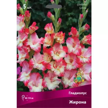 Гладиолус крупноцветковый Жирона луковица 12/14