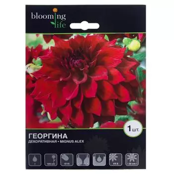 Гладиолус Крупноцветковый Зизани 14/+