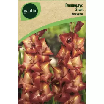 Гладиолус Могикан, 3 шт.
