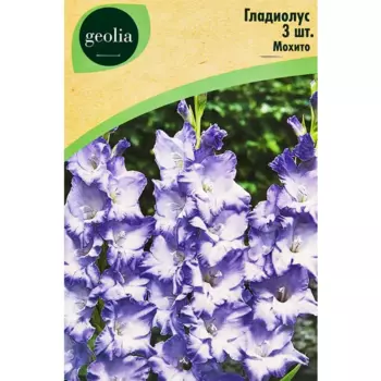 Гладиолус Мохито, 3 шт.