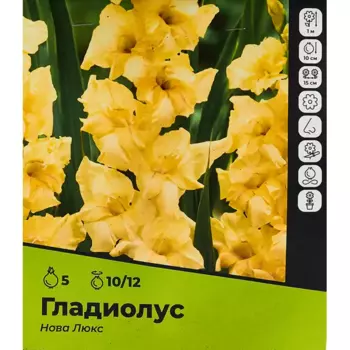 Гладиолус Нова луковицы 10/12, 5 шт.