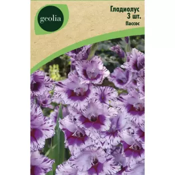 Гладиолус Пассос, 3 шт.