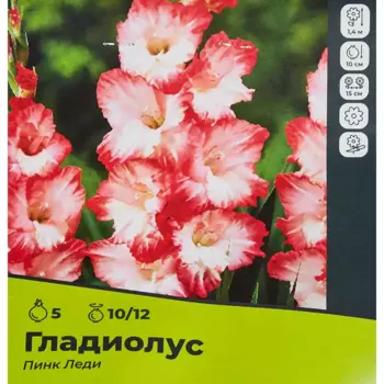 Гладиолус Пинк Леди луковицы 10/12, 5 шт.