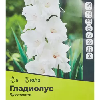 Гладиолус Просперити луковицы 10/12, 5 шт.