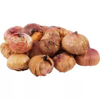 Гладиолус Розовый и фиолетовый 10/12