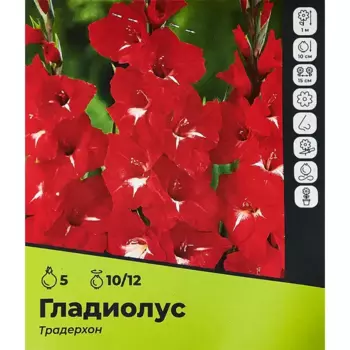 Гладиолус Традерхон луковицы 10/12, 5 шт.