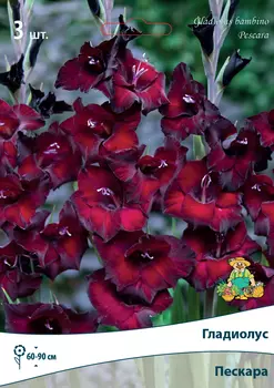 Гладиолусы бамбино Пескара 10/12, 3 шт