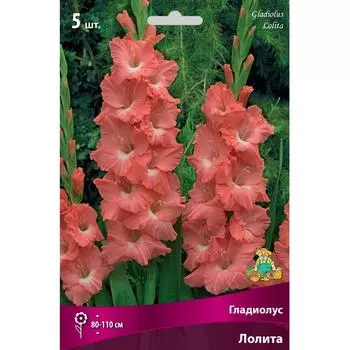 Гладиолусы крупноцветковые Лолита 12/14, 5 шт
