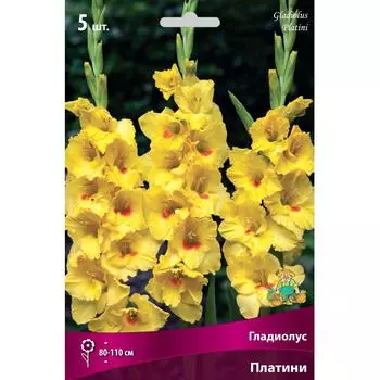 Гладиолусы крупноцветковые Платини 12/14, 5 шт
