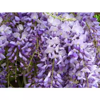 Глициния 11 h15 - 20 см