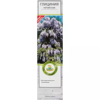 Глициния китайская Поиск