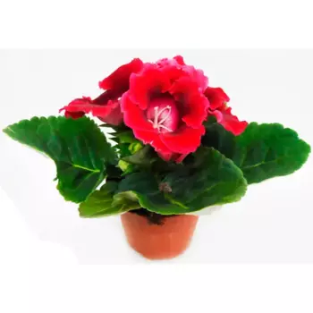 Глоксиния микс 12 h25 см