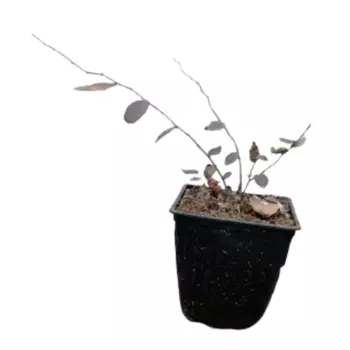 Голубика Блюголд 12 h50 - 60 см