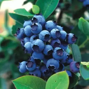 Голубика Блюголд 15 h35 см