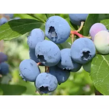 Голубика Блюкроп 17 h100 см