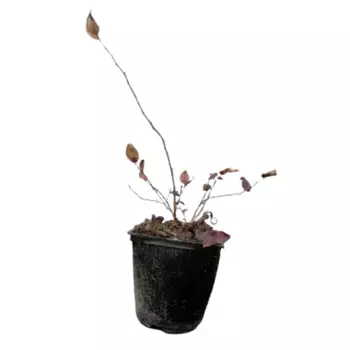 Голубика Джерси 12 h50 - 60 см