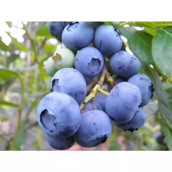 Голубика Нельсон 15 h35 см