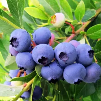 Голубика Патриот 15 h30 см