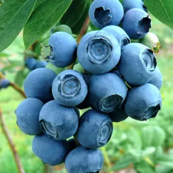 Голубика Патриот 15 h35 см