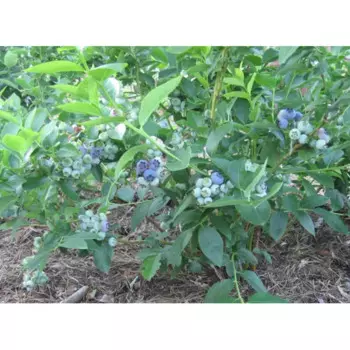 Голубика садовая Блюджей 15 h30 см