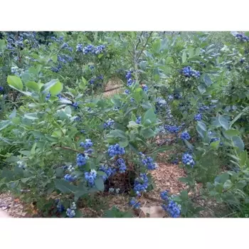 Голубика садовая Дьюк 15 h30 см