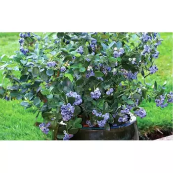 Голубика садовая Элизабет 13 h20 см